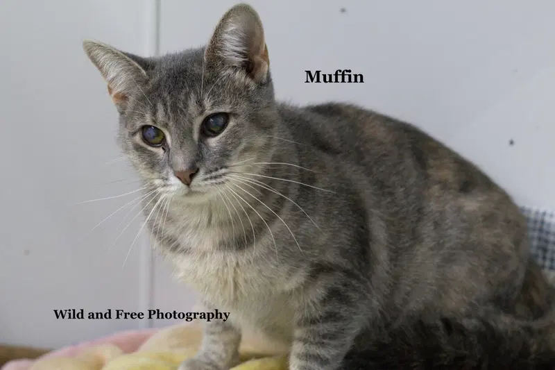 Muffin, an adult female cat up for adoption