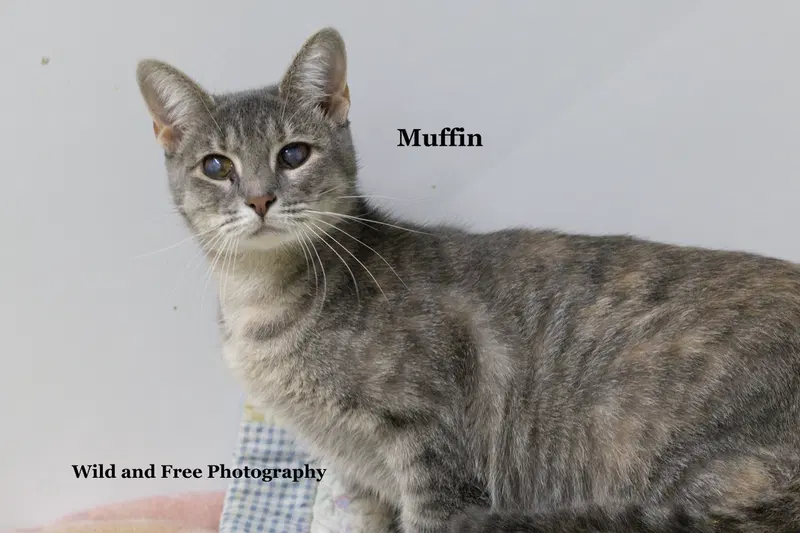 Muffin, photo 2