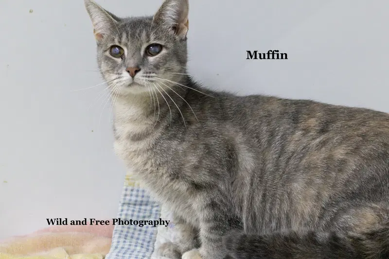 Muffin, photo 3