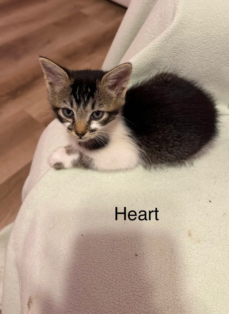 Heart, photo 2