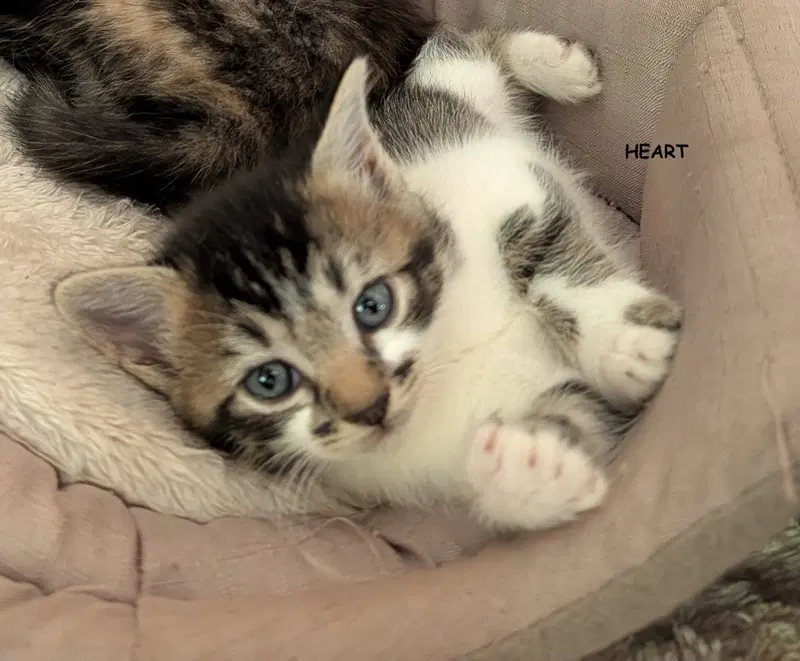 Heart, photo 4