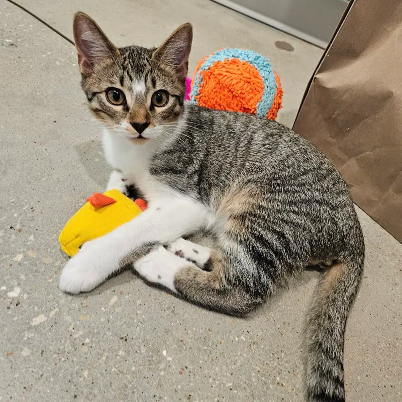 Lentil & Pinto, photo 4