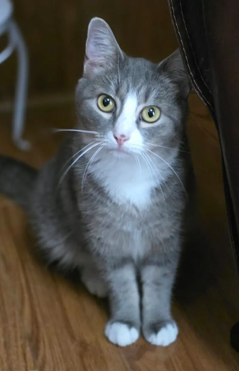 Izzy, a young female cat up for adoption