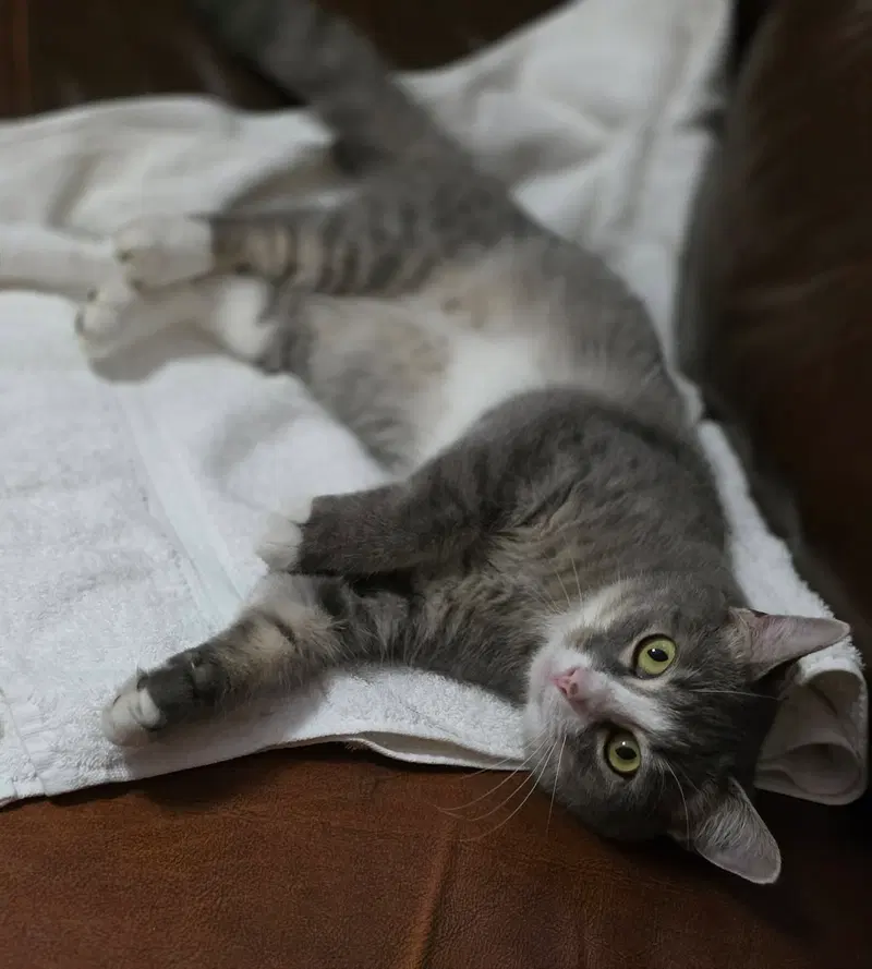 Izzy, photo 3