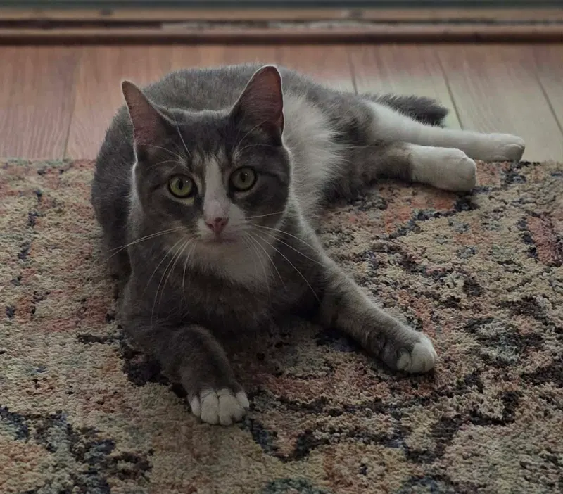 Izzy, photo 4
