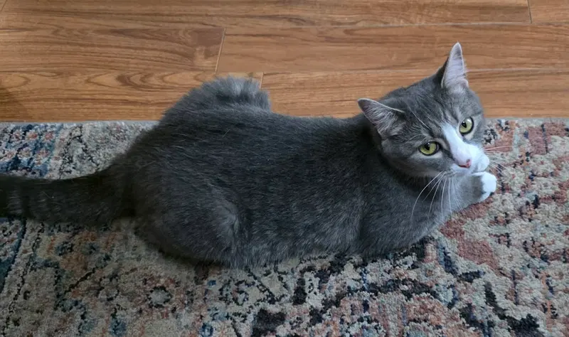 Izzy, photo 5