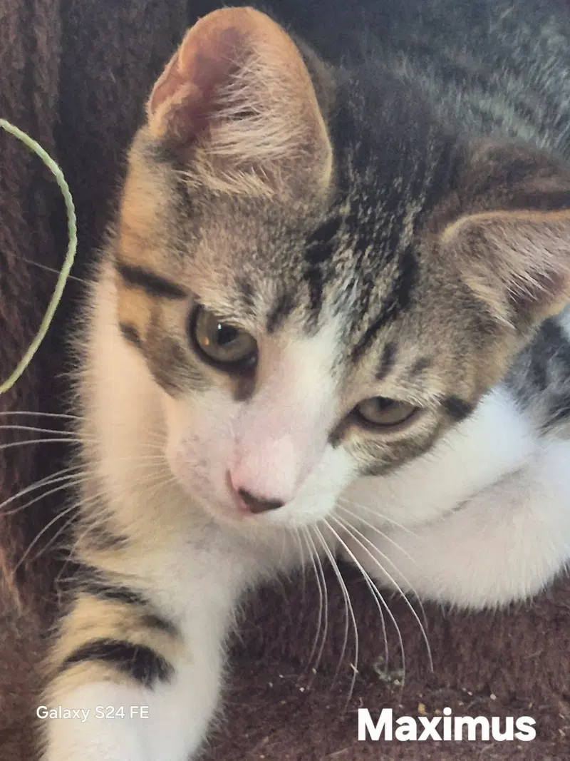 Maximus, a young male cat up for adoption