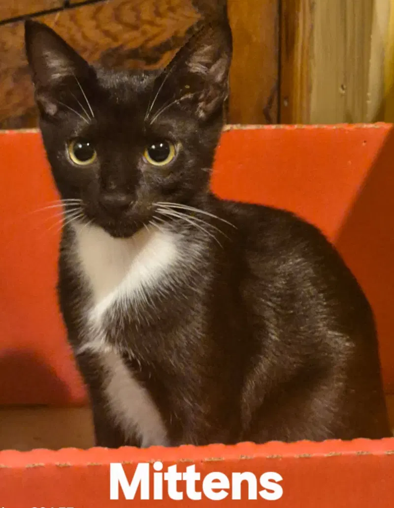 Mittens, a young male cat up for adoption