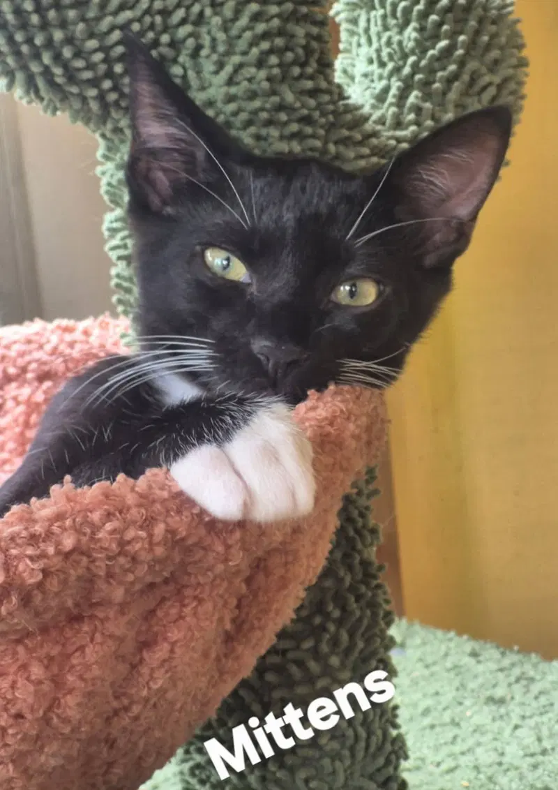 Mittens, photo 2