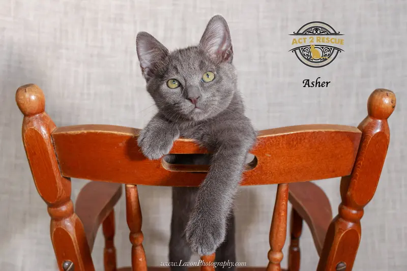 Asher 3, a young male Russian Blue cat up for adoption