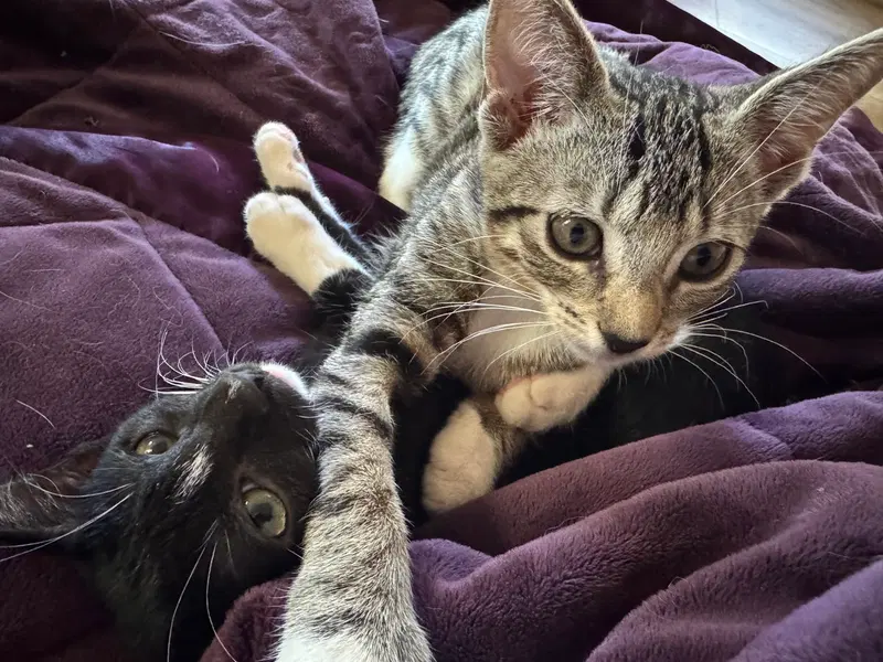 Bubbles, a female kitten up for adoption