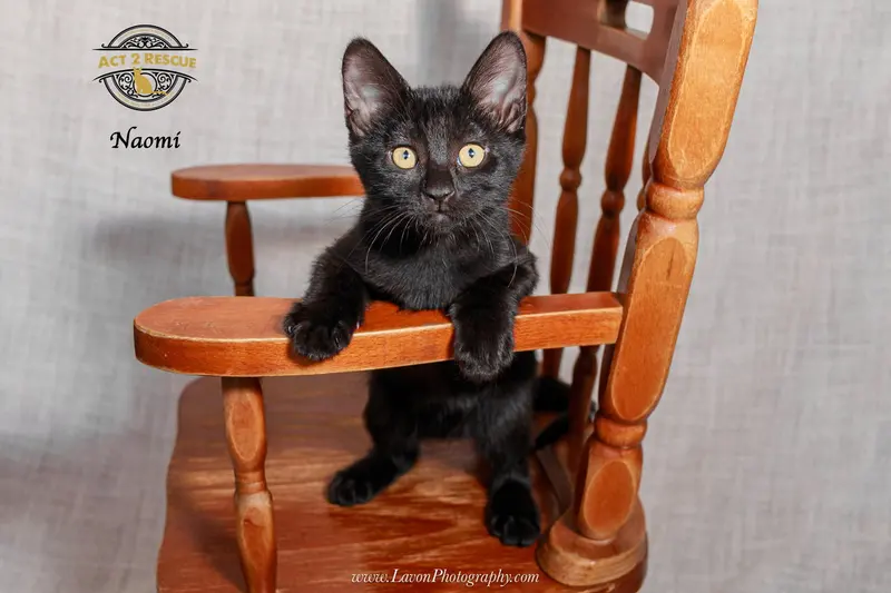 Naomi 2, a young female cat up for adoption