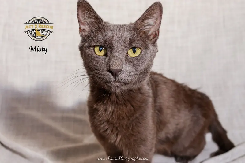 Misty 3, an adult female Russian Blue cat up for adoption