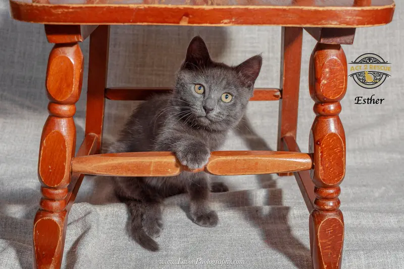 Esther, a young female Russian Blue cat up for adoption