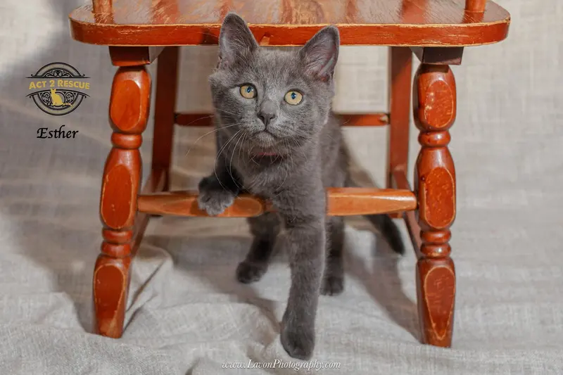 Esther, photo 3