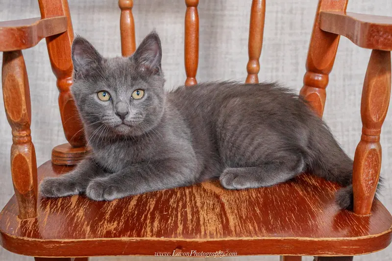 Esther, photo 6