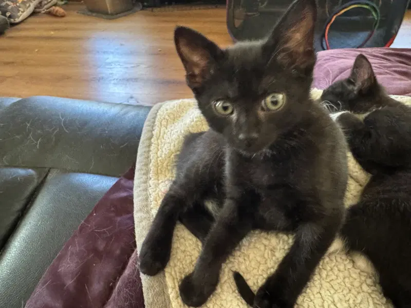 Blossom, a male kitten up for adoption