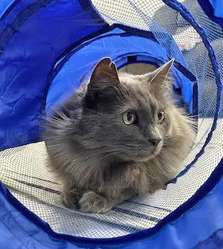 Smokey, an adult male cat up for adoption