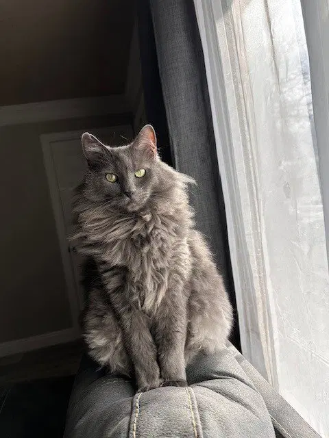 Smokey, photo 2