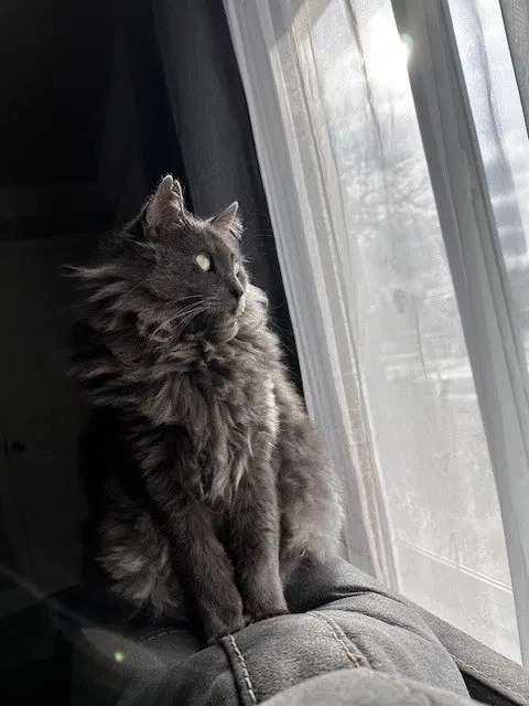 Smokey, photo 3