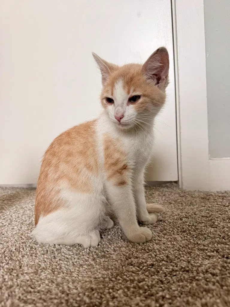 Spooky, a male kitten up for adoption