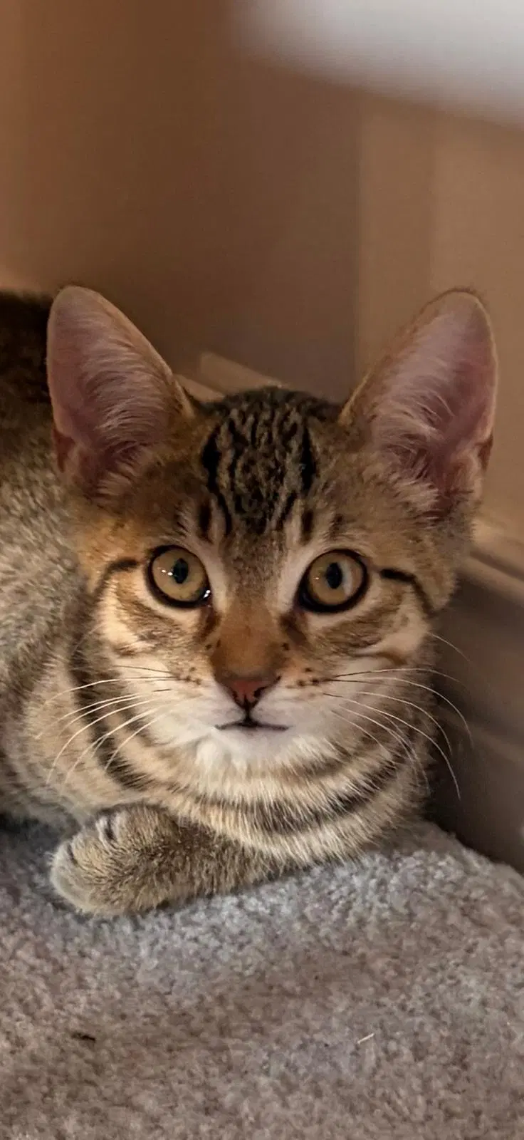 Remi, a young male cat up for adoption