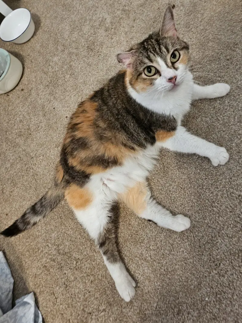 Callie, an adult female cat up for adoption