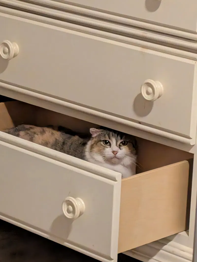 Callie, photo 2