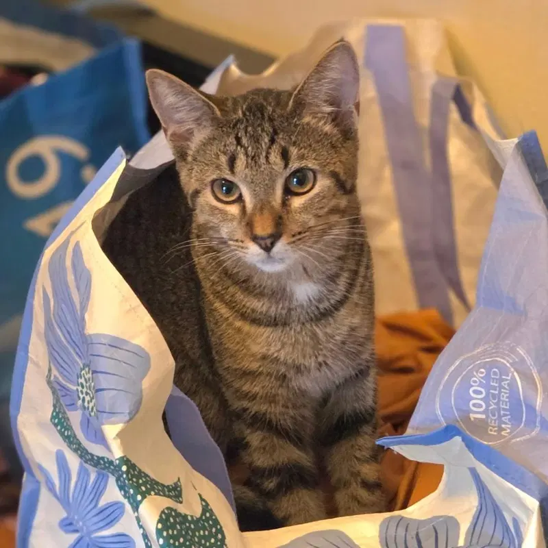 Tigress, a female cat up for adoption