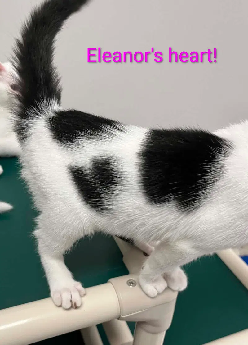 Eleanor, photo 4