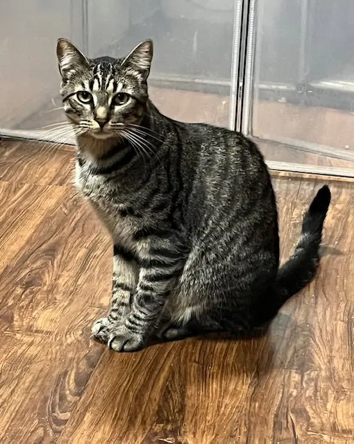 Ace, a male cat up for adoption