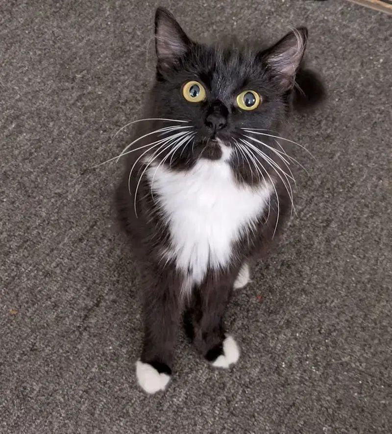 Pennylope Pussycat, a young female cat up for adoption