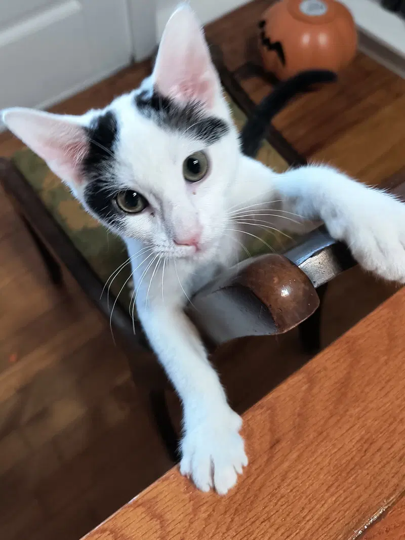 Otto, photo 8