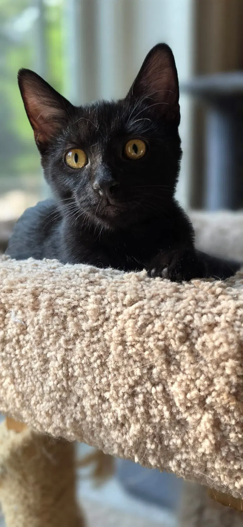 McLaren, a male cat up for adoption