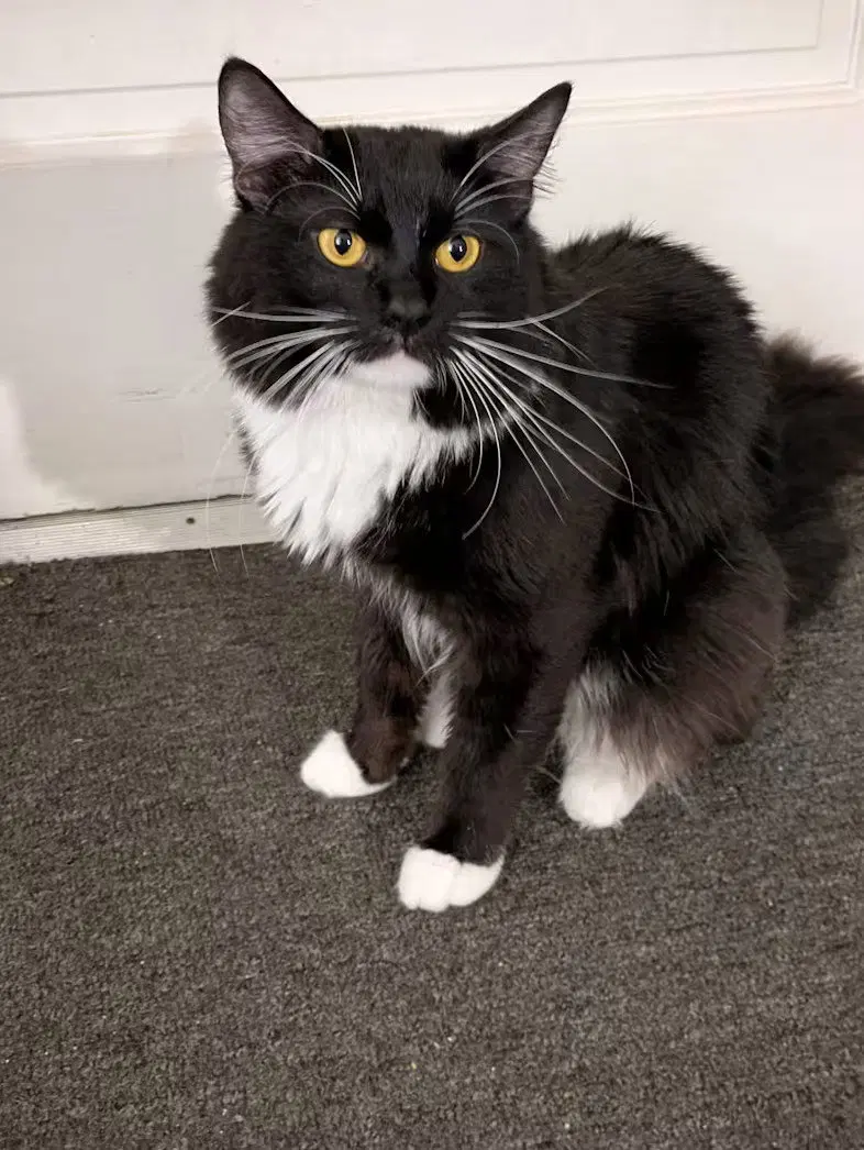 Possum, a young male cat up for adoption