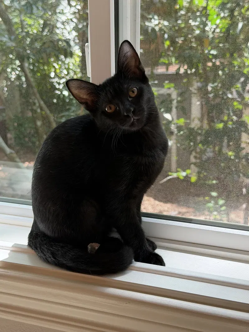 Olivia, photo 3