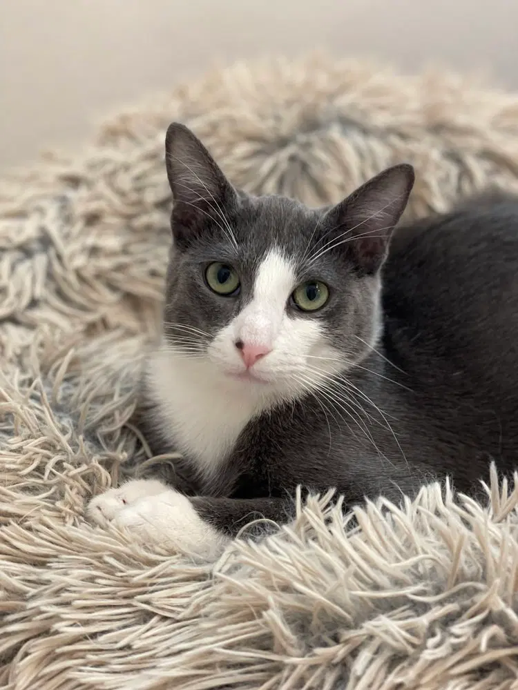 Remy, a young male cat up for adoption
