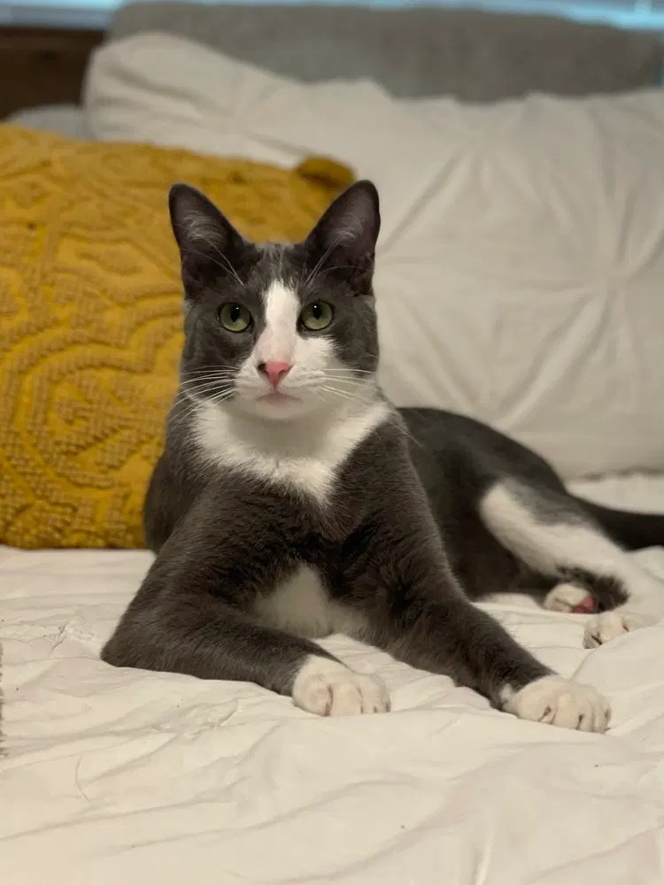 Remy, photo 3