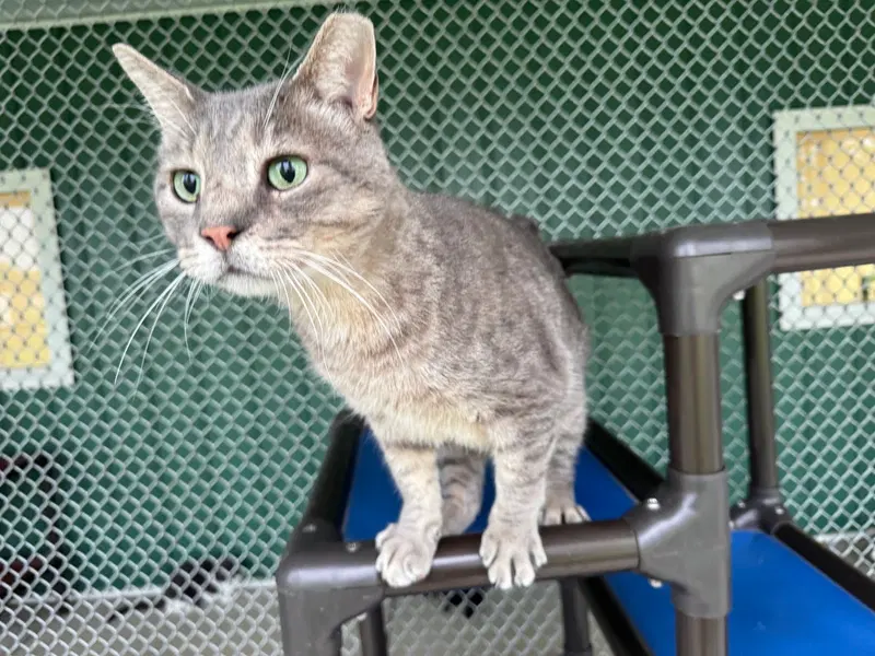 Goobert, an adult male Tiger cat up for adoption