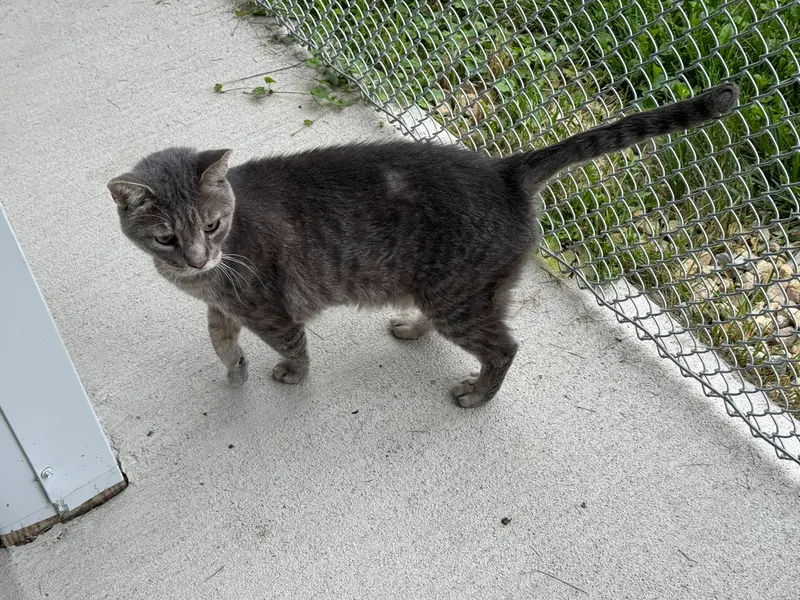 Goobert, photo 3