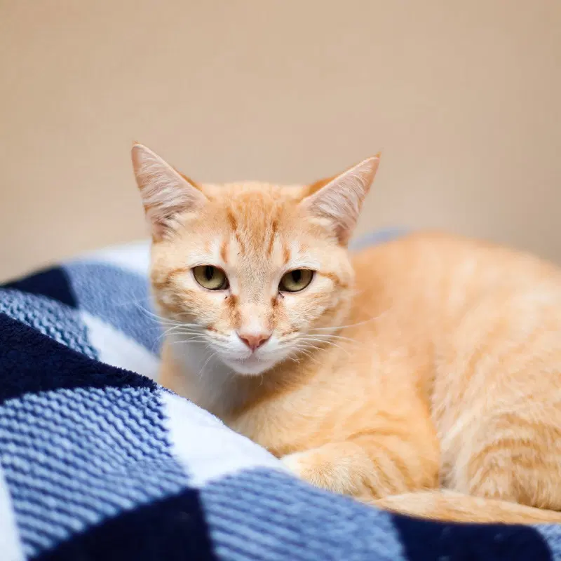 Atta, an adult female cat up for adoption