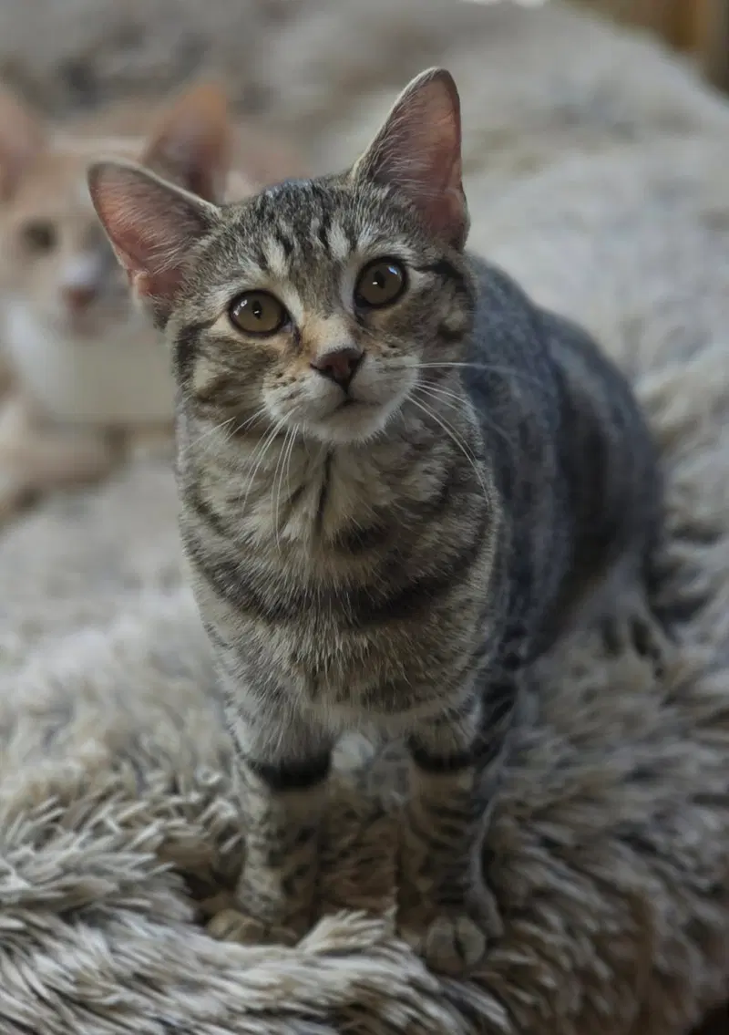 Basil, photo 2