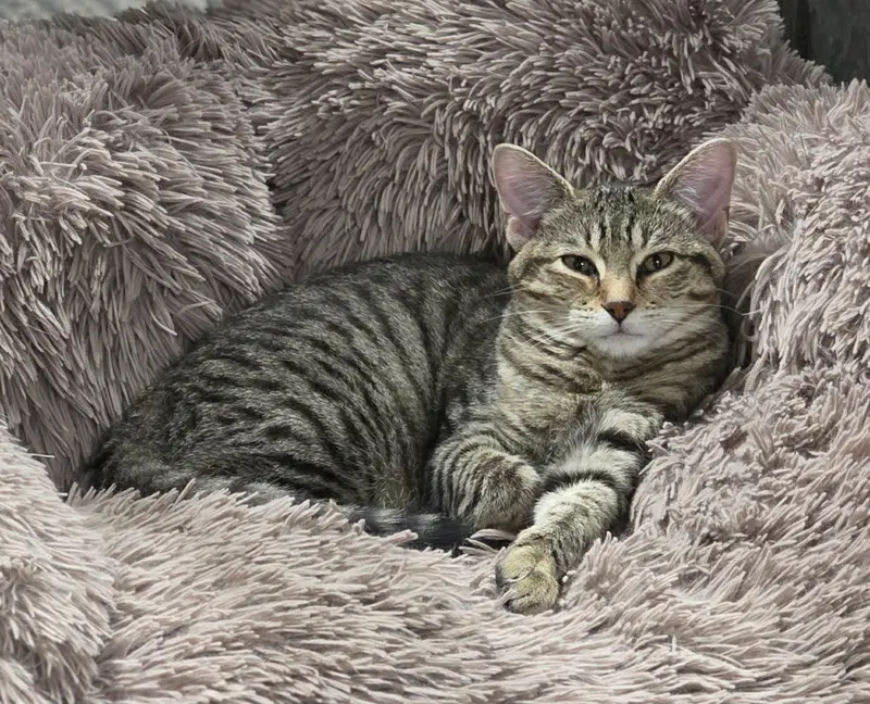 Basil, photo 6