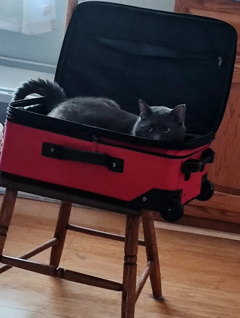 Toby, photo 2