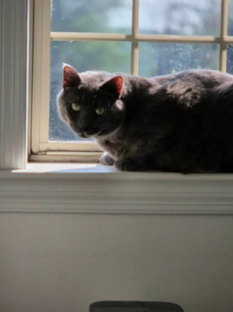 Toby, photo 3
