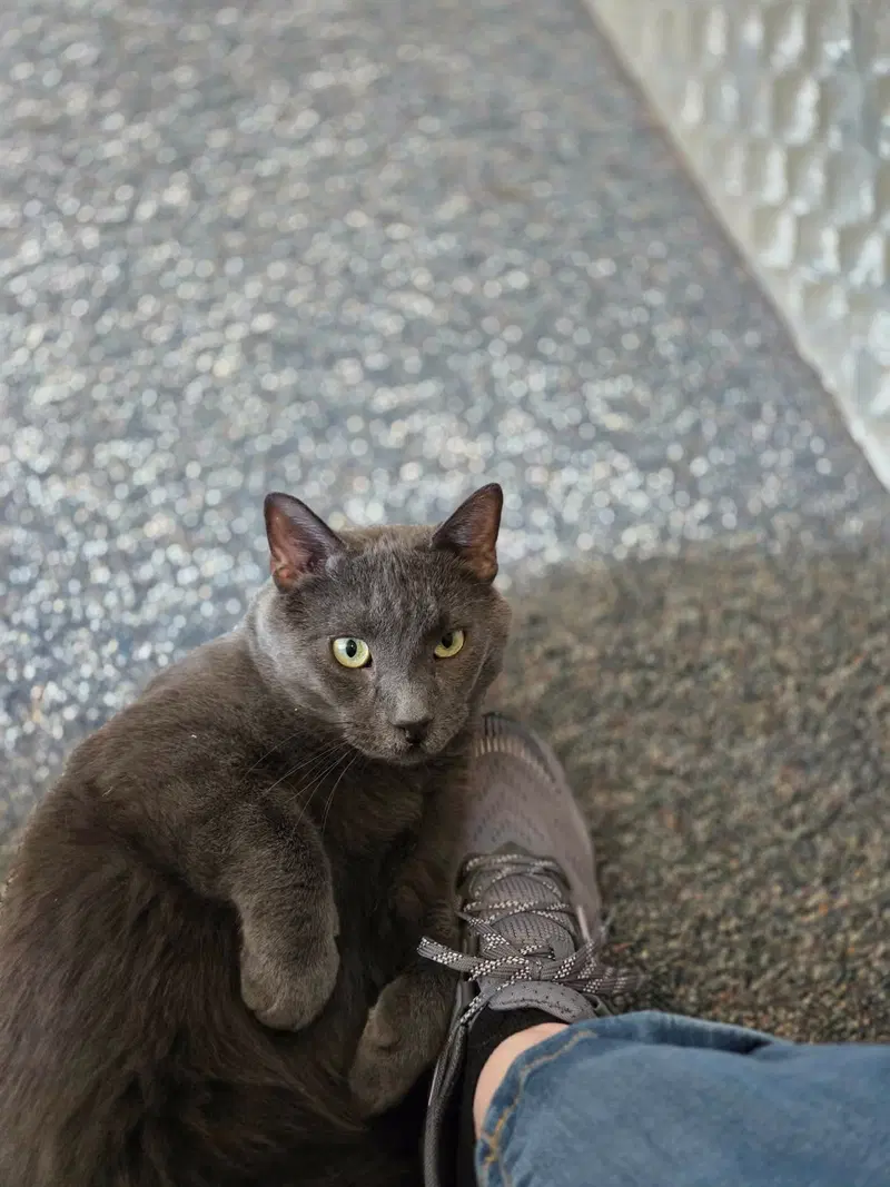 Toby, photo 4