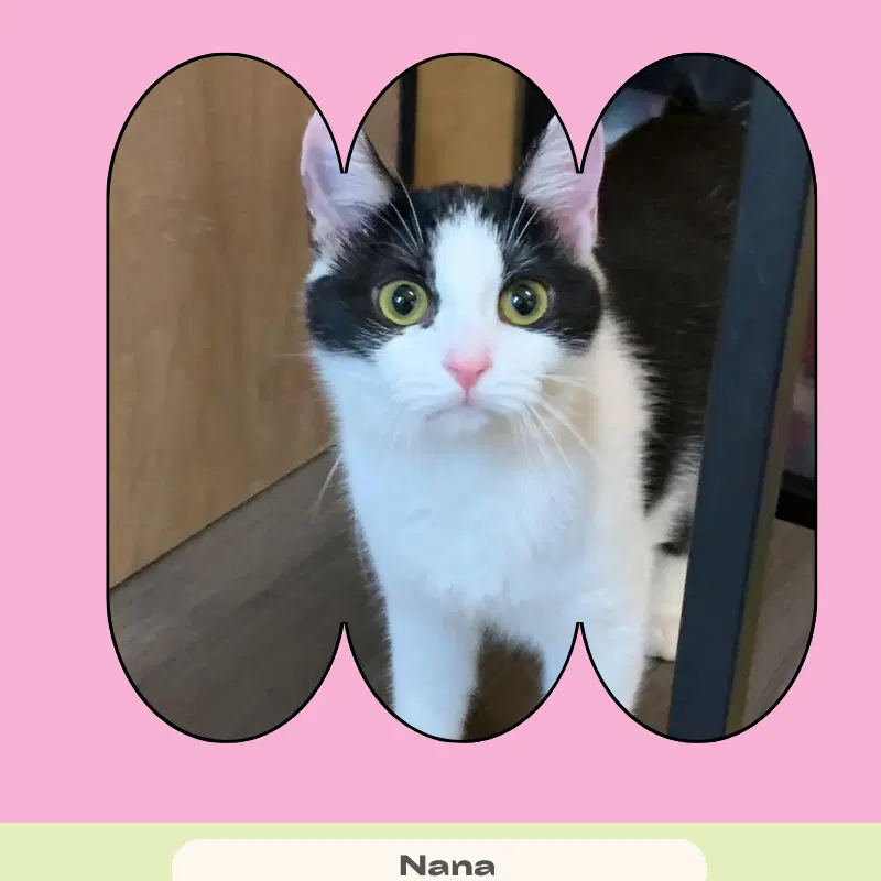 Nana, a young female cat up for adoption
