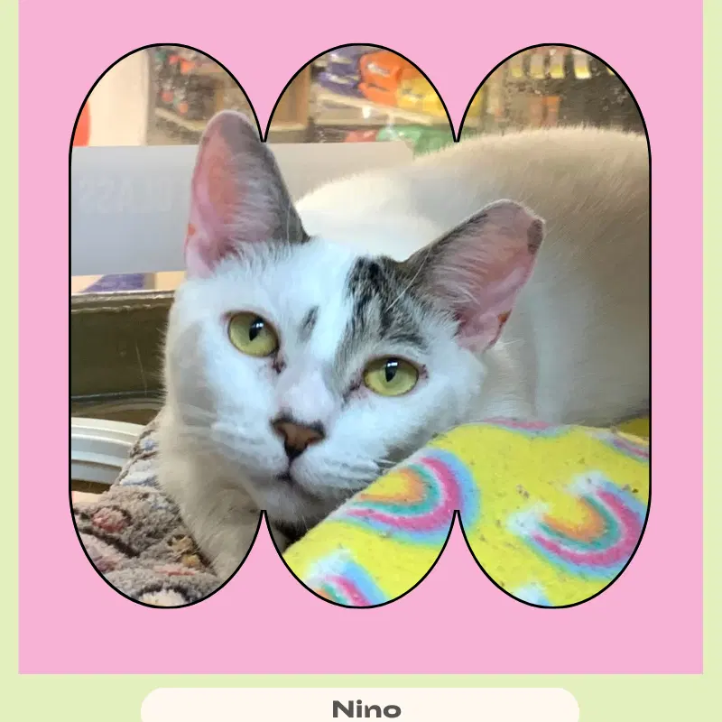 Nino, a young male cat up for adoption