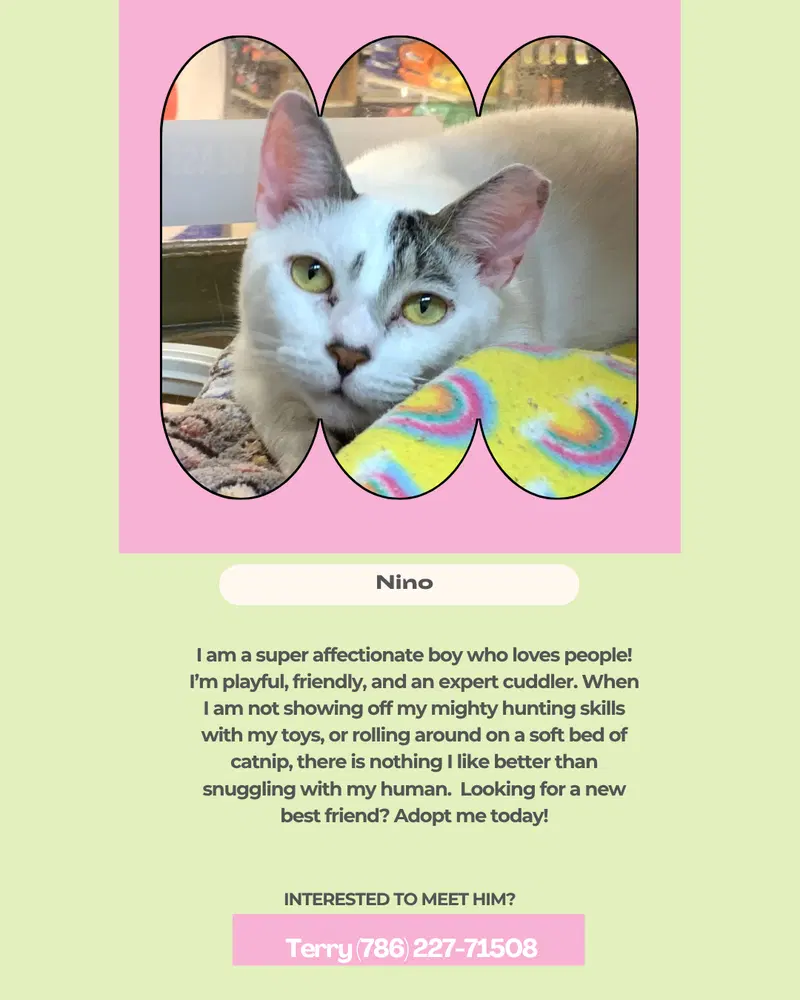 Nino, photo 2