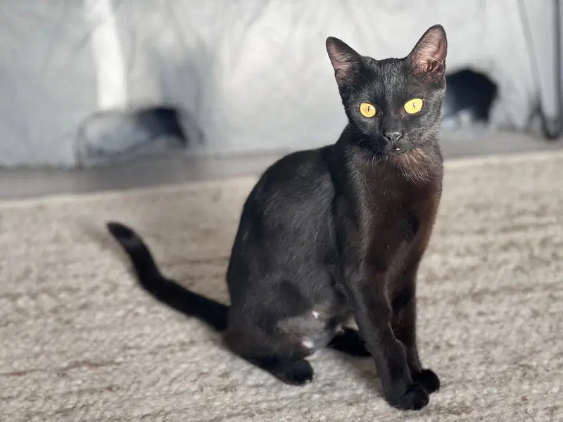 Iman, photo 6